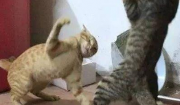 猫打架视频,一场激烈的对决瞬间回顾