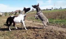 马与驴交配视频,揭秘跨物种繁殖的神秘面纱